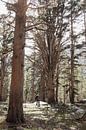 Hiker omringd door gigantische bomen in de bossen van Sierra Nevada van Moniek Kuipers thumbnail