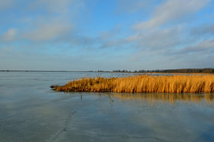 Goldenes Schilf in der Sonne