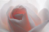 "White" Rose van Jeroen Hagedoorn thumbnail