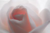 "White" Rose