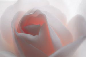 "White" Rose van Jeroen Hagedoorn