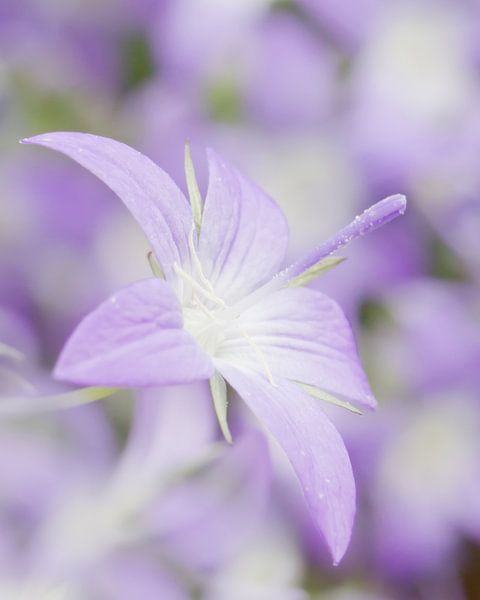 Campanula by Judith van der Graaf