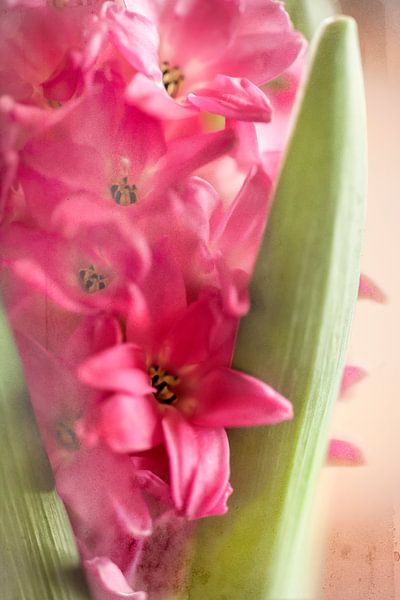 hyacinth by fantasina