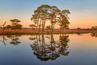 Un magnifique coucher de soleil à Dwingelderveld