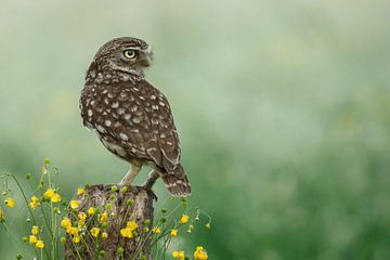 Little owl in the late light