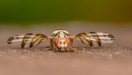 Myennis octopunctata by Margriet Louwen