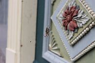 Spider van Edith Kusters thumbnail