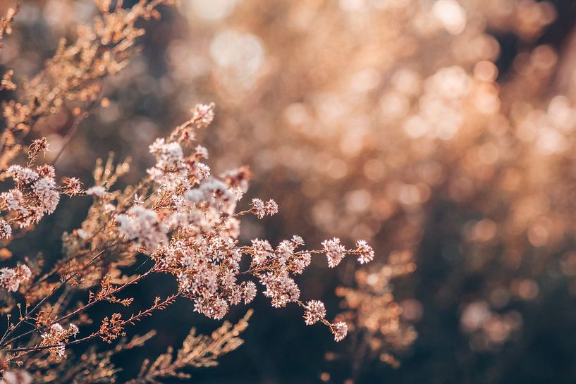 Fleurs avec un coucher de soleil doré par Madinja Groenenberg