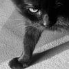 Katze von Andrea Meister