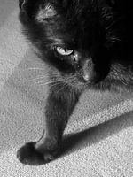 kat