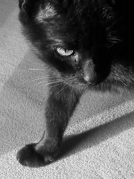 Cat by Andrea Meister