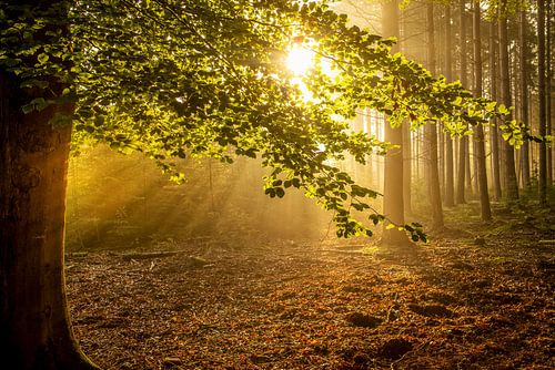 Beams of light through the trees in the Speulderbos Ermelo Netherlands