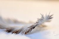 Plume