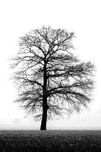 Stille in Schwarz und Weiß