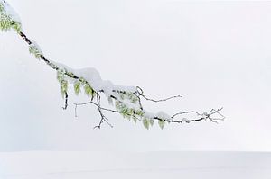 Winterlicher Hamamelis-Zweig