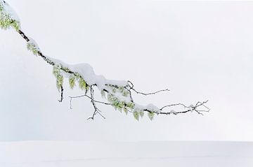 Winterlicher Hamamelis-Zweig von Hilke Maunder
