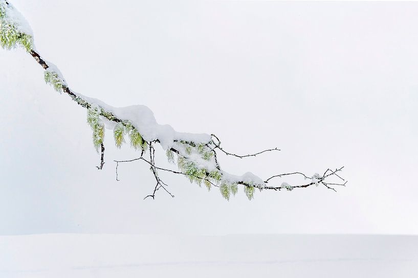 Branche d'hamamélis hivernale par Hilke Maunder