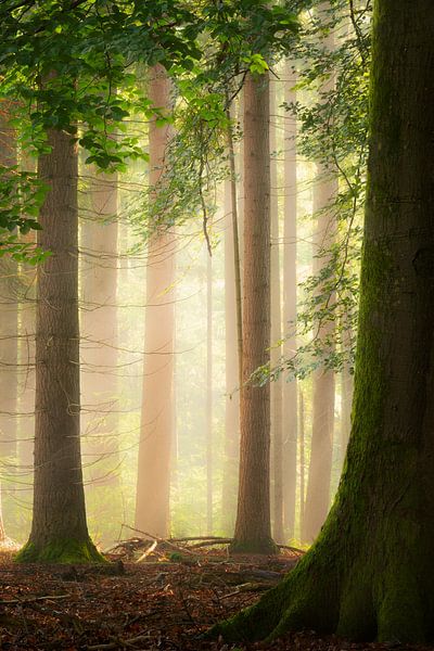 Light forest by Jeroen Lagerwerf
