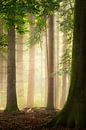 Light forest by Jeroen Lagerwerf thumbnail