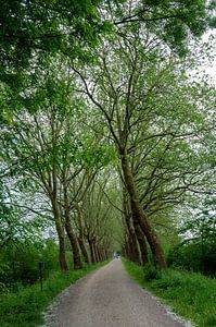 Allee der Bäume Brabant von John Linders