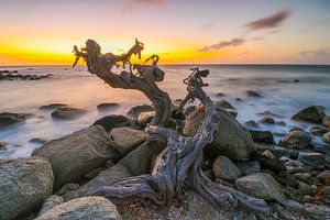 Natürliche Kunstform entlang der Nordküste von Aruba