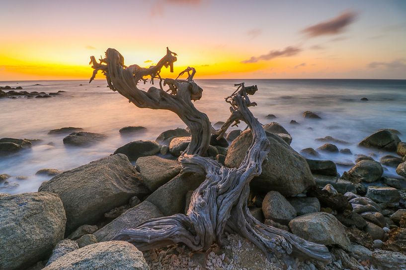 Natürliche Kunstform entlang der Nordküste von Aruba von Arthur Puls Photography