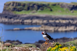 Macareux moine (Fratercula arctica) sur Dirk Rüter