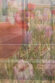 Tulpen als Wachstumsbeschleuniger von Art. by Janine