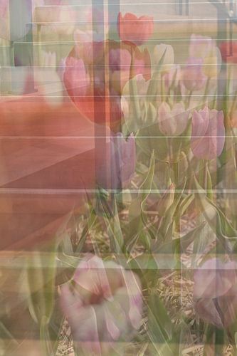 Abstracte fotografie | Fine-Art Nature | Tulpen als groeiversneller