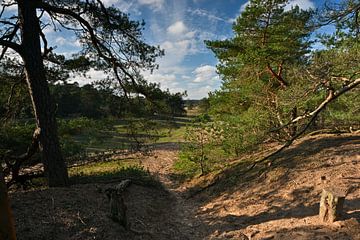 Utrechtse Heuvelrug hoge veluwe van Tomasz_best_shots