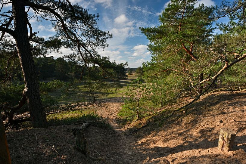 Utrechtse Heuvelrug high veluwe by Tomasz_best_shots