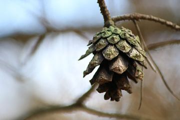 herfst kleuren, dennenappel van Wilma Meurs