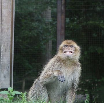 De lachende aap van Elke Dag Een Foto