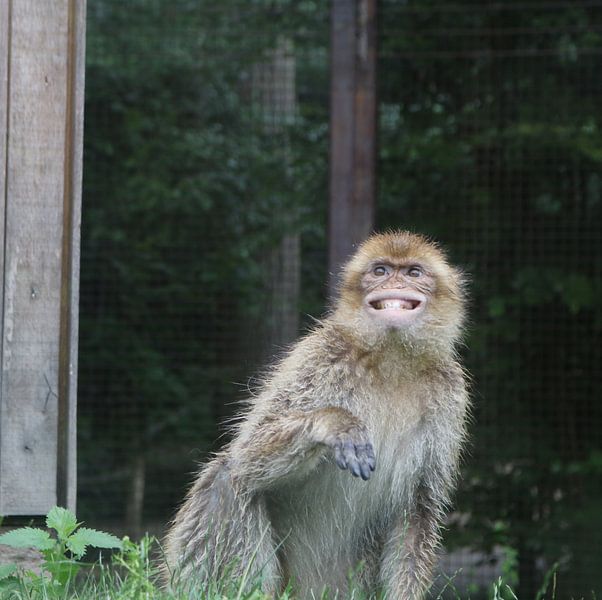 Der lächelnde Affe von Elke Dag Een Foto