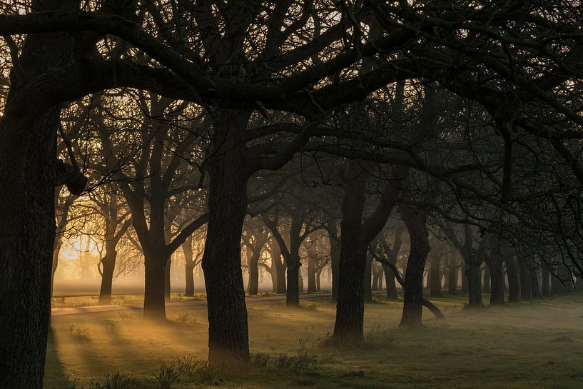 Avenue des Beesd Noten by Moetwil en van Dijk - Fotografie