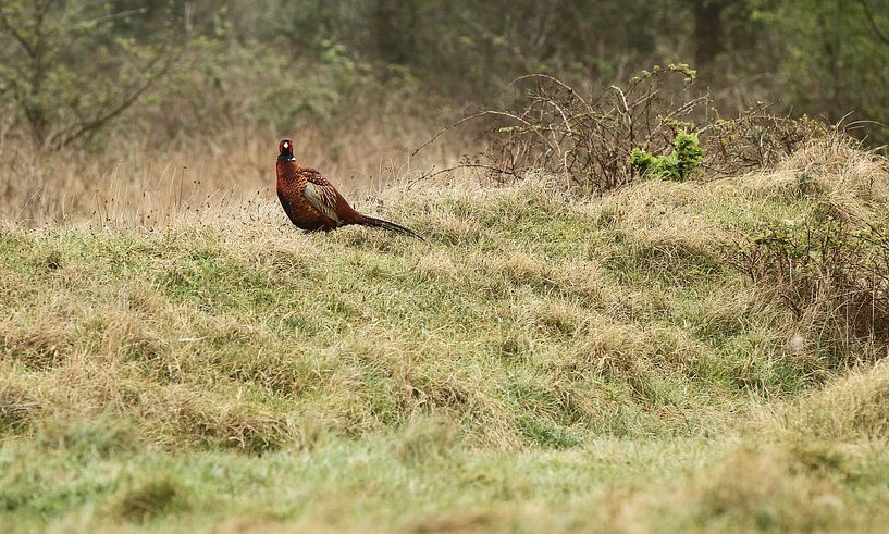 Free life of a Pheasant von Abra van Vossen
