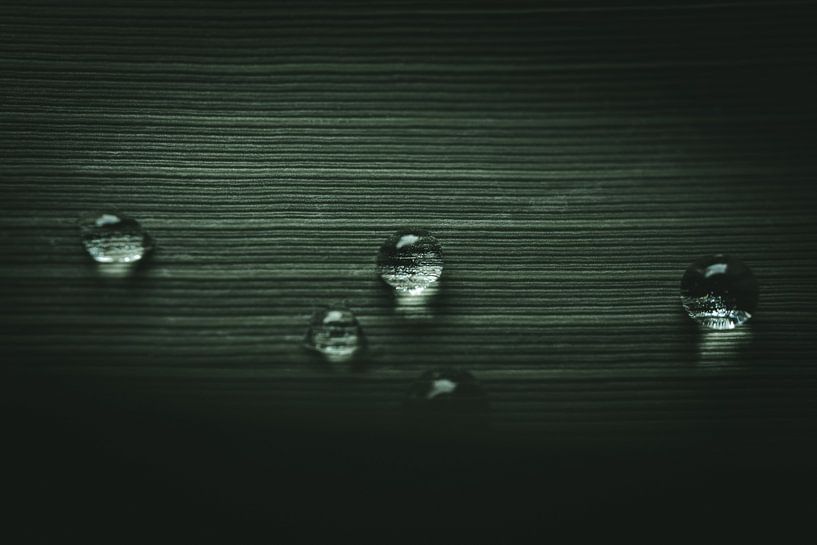 Drops on grass by Jan