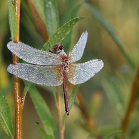 Spotted Darter by Matthias Brix
