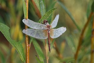 Gefleckte Heidelibelle