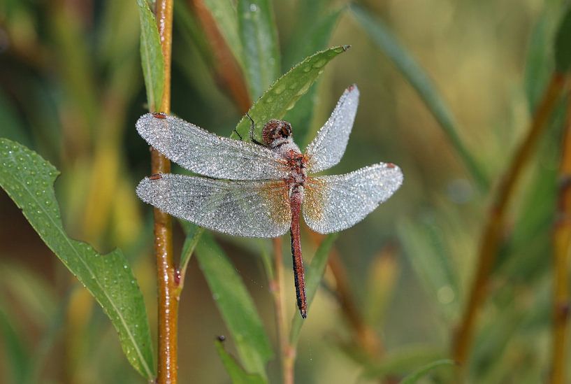 Spotted Darter by Matthias Brix