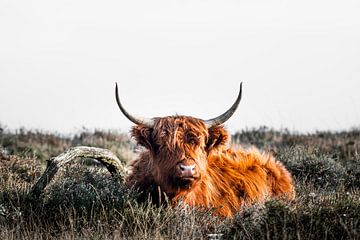 Scottish highlander by Niels Barto