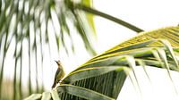 Tropical Silence