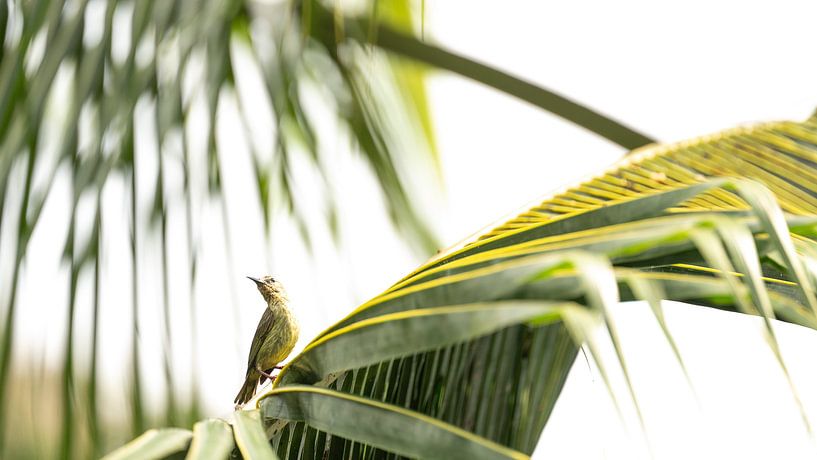 Tropical Silence by Suzanne Bruinsma