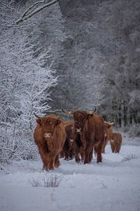 Eine Herde schottischer Highlander auf einem Spaziergang