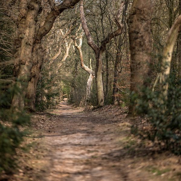 Chemin dans les bois de Bakkeveen en Frise par Harrie Muis