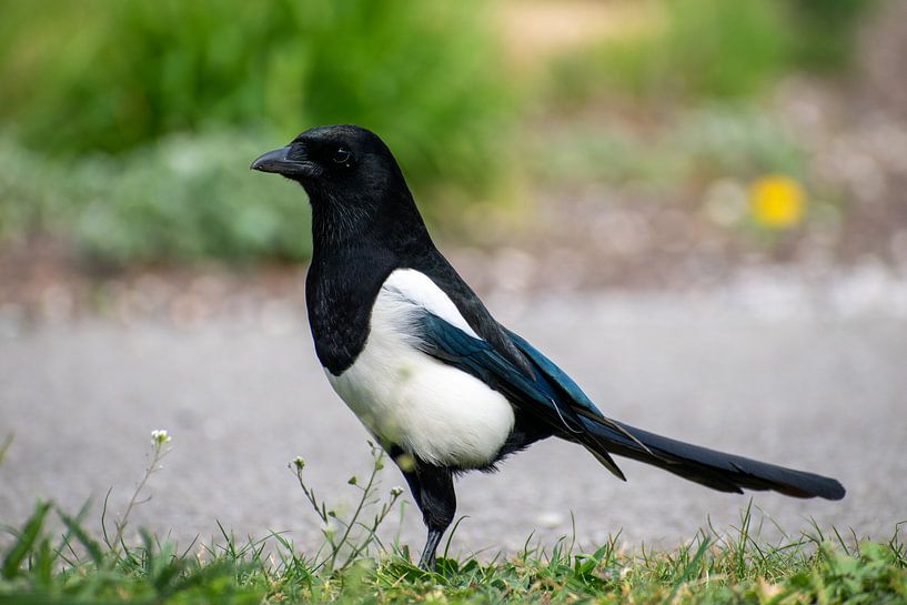 Magpie by Case Hydell
