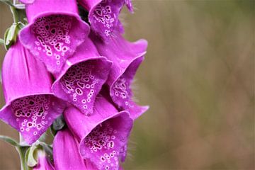 Der violette Kelch ist für jeden gut von Marije Zwart