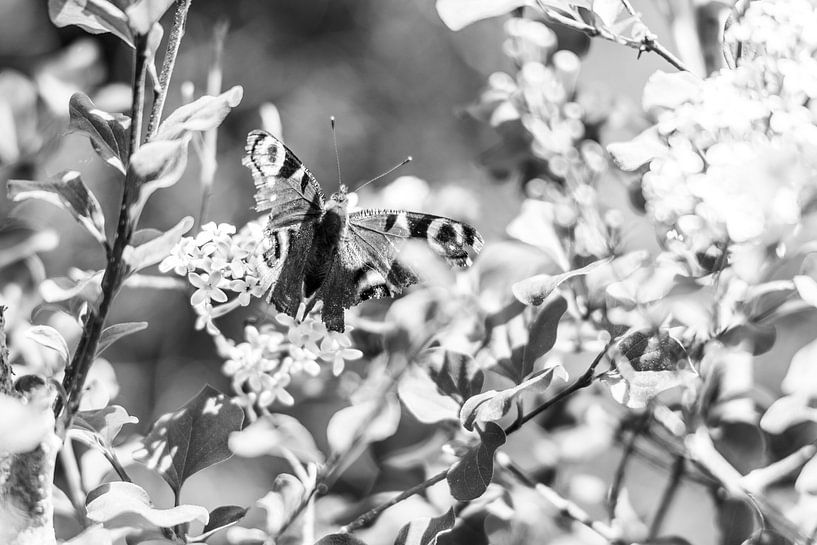 Vlinder op sering van Plinck Fotografie