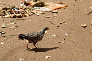 poulet en afrique à la recherche de nourriture sur Ramon Beekelaar