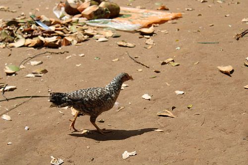 poulet en afrique à la recherche de nourriture